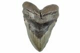Huge, Fossil Megalodon Tooth - North Carolina #261088-1